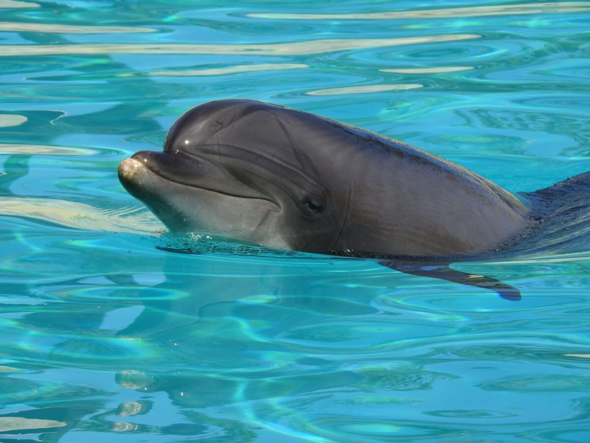 dolphin in st augustine