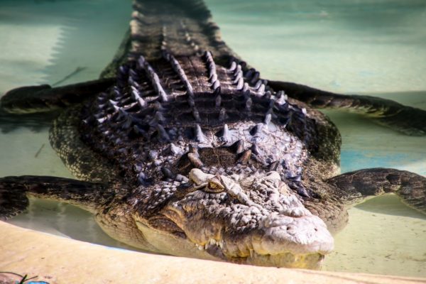 crocodile st augustine