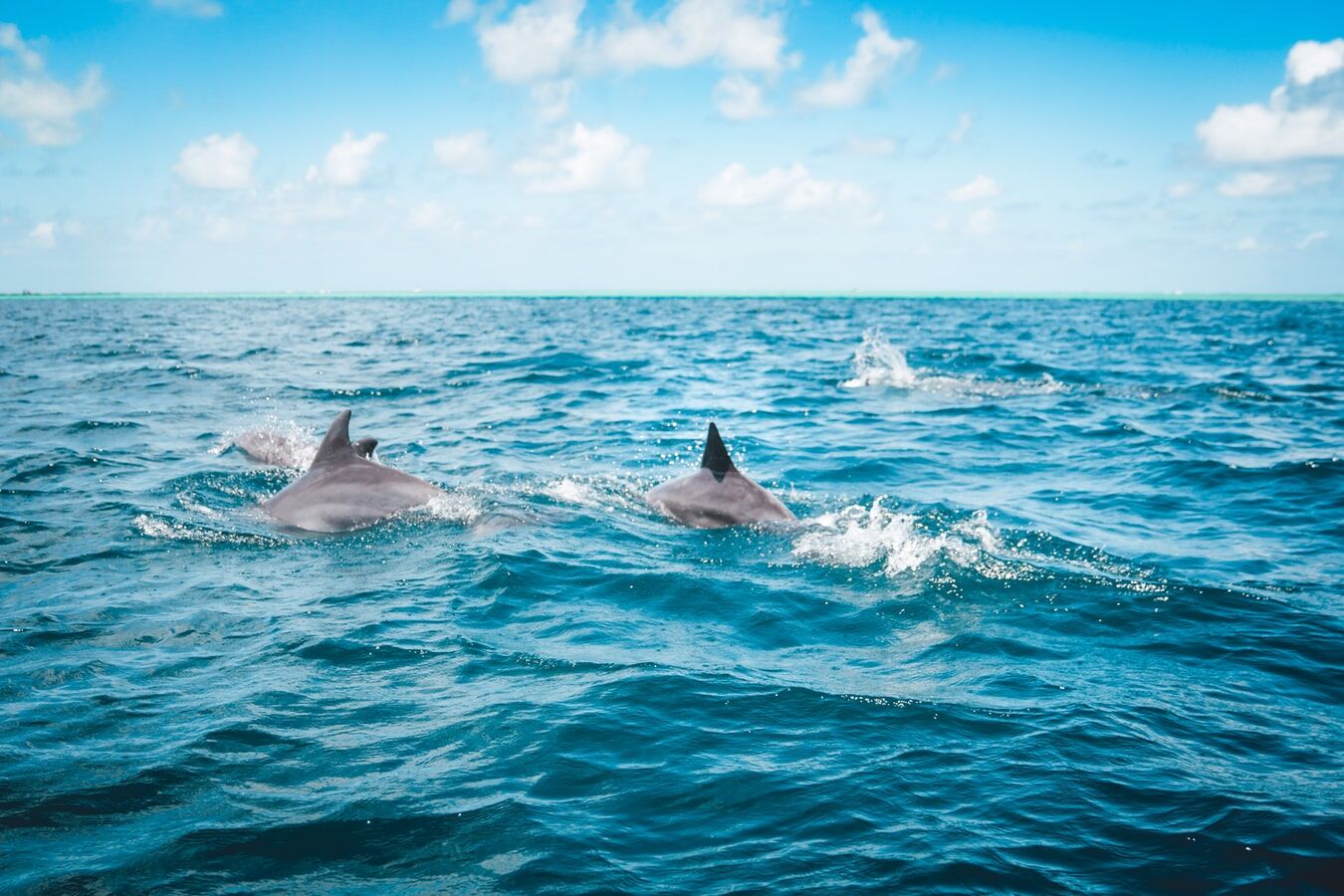 dolphins swimming