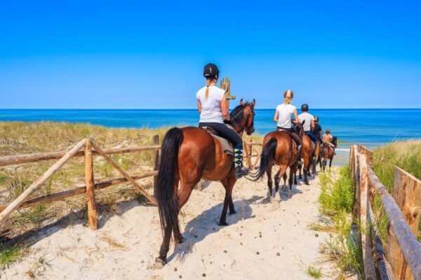 horses on st augustine beach